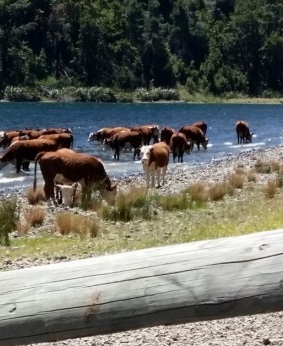 Cows in Lake Taylor (Photo by Allan Brown)