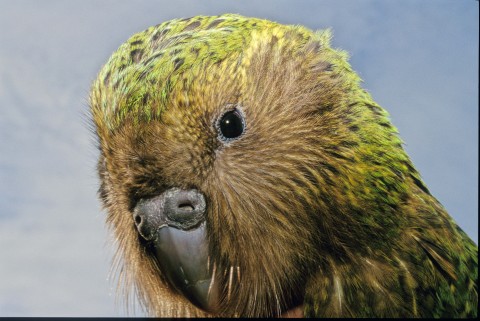 A kakapo male. Photo: Don Merton