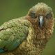 Can Kea Keep Up with Climate Change?