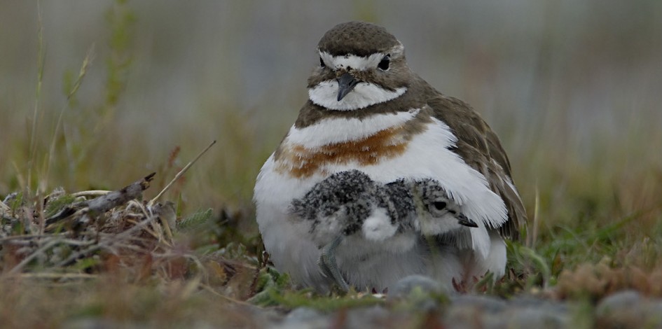 A banded dotterel and its chick photo by Craig McKenzie).