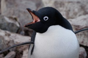 Nature’s Voice: Penguins at Risk