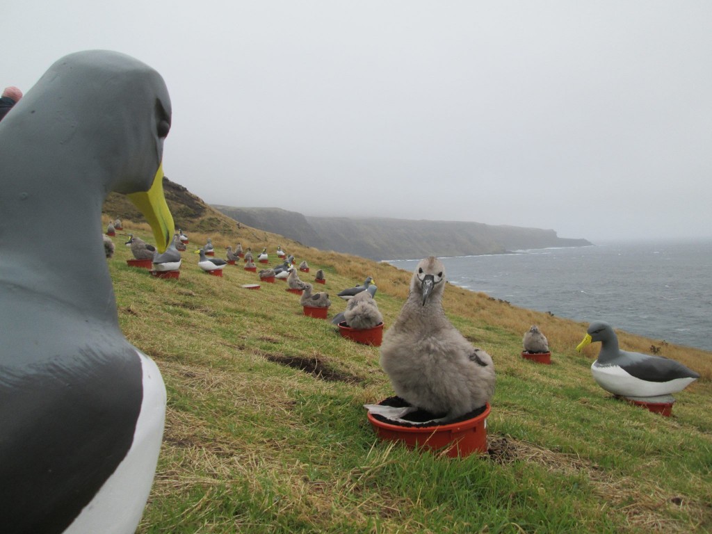The albatross chicks settle happily into their new home. 