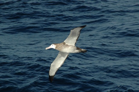 Antipodean albatross