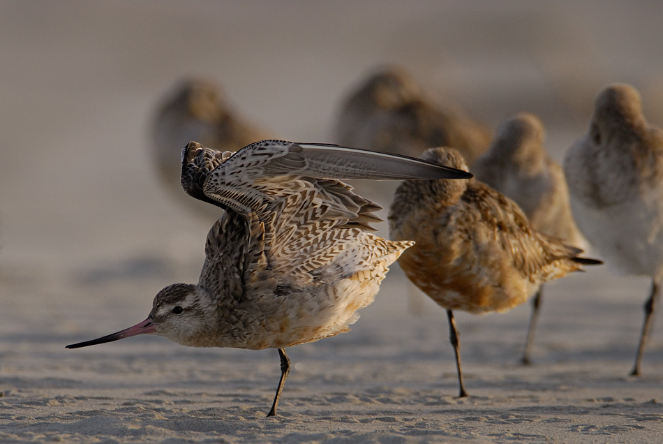 A bar-tailed godwit stretches its wings after a long flight (Photo by Craig McKenzie)