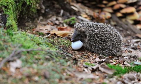 Hedgehog eating an hatched egg. (Photo by Robert Henno)