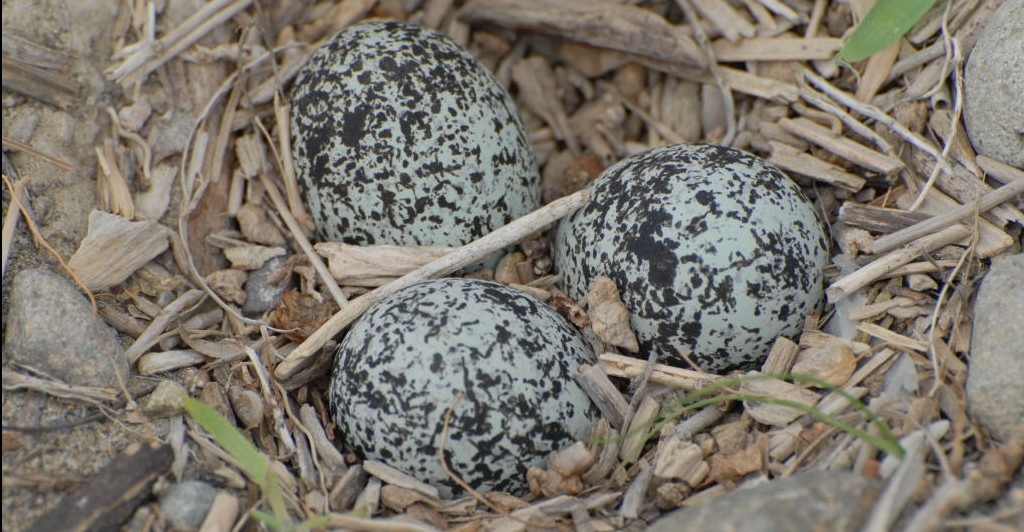 Banded dotterel eggs Photo by Peter 