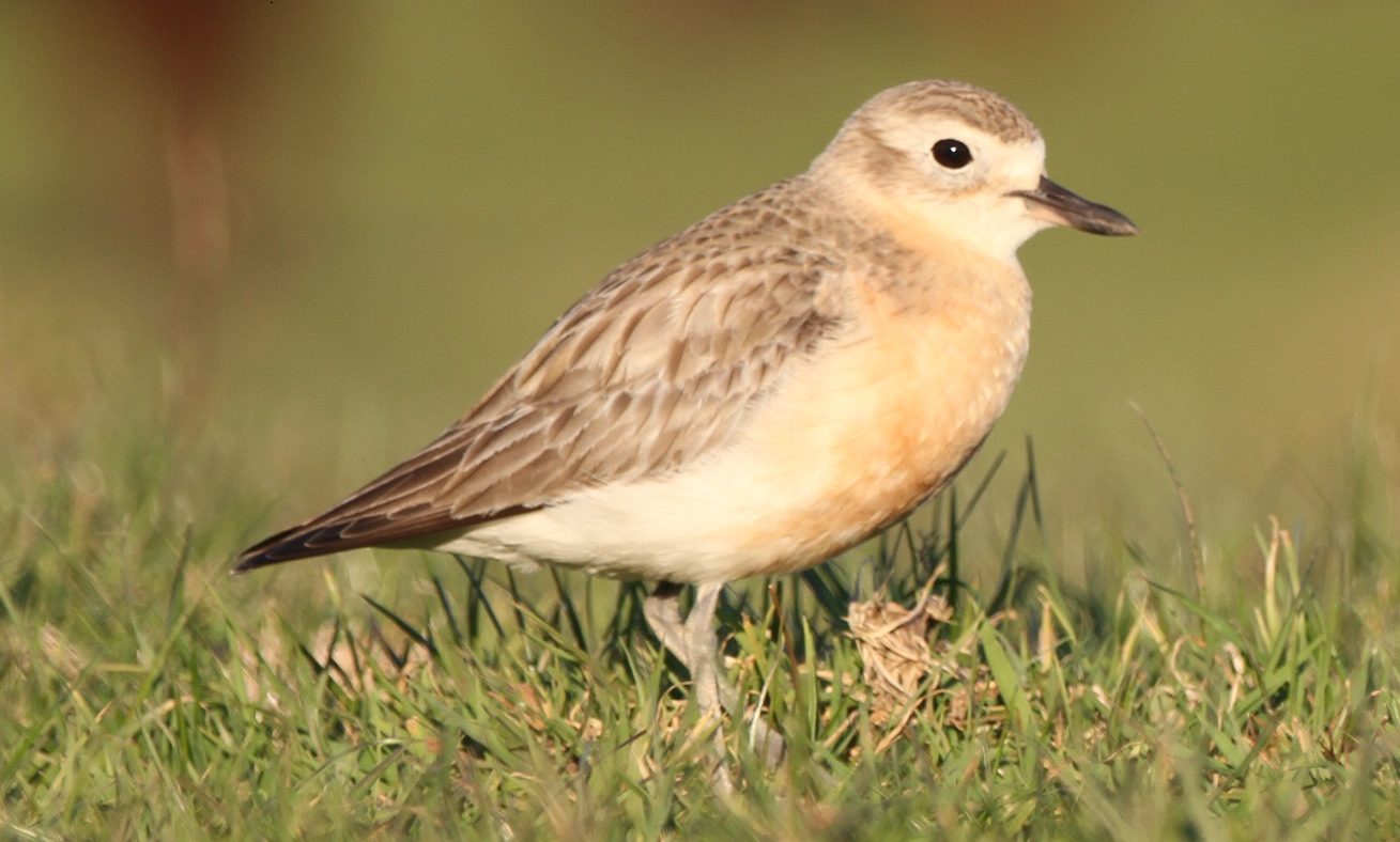 New Zealand Dotterel at Point England reserve (Photo Shaun Lee)