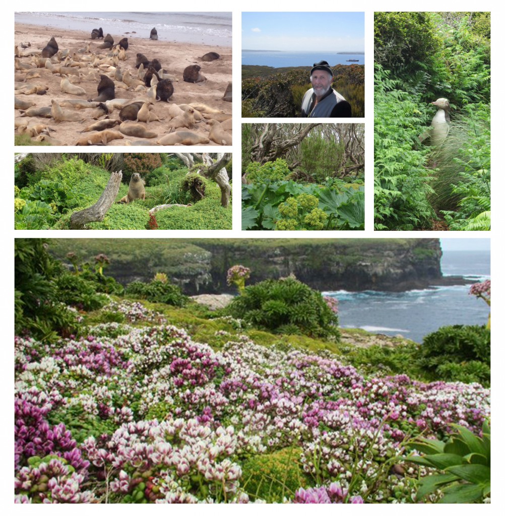 Gentians and Anisotome flowering on cliffs,  the sealion community, a yellow eyed penguin and a regular visitor to Enderby island, Rodney Russ.  