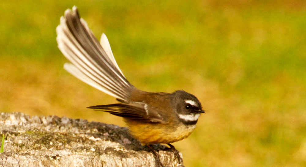 The fantail was the 7th most common bird seen in gardens in 2014 (Photo by Jean Fleming)