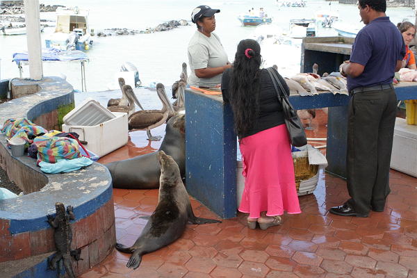 The Galapagos sea lion vies with the young brown pelican gang at the fish market for scraps. One sea lion in particular appears to have pride of place, virtually leaning on the fishmonger as she prepares her fish for sale. One beautifully plumaged larva gull also kept watch, sporting a metal band indicating a study of some sort. We later learned that these gulls are very rare with just 400 or so breeding in the Galapagos.