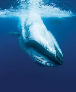 Bryde's whale (Photo by Doug Perrine)