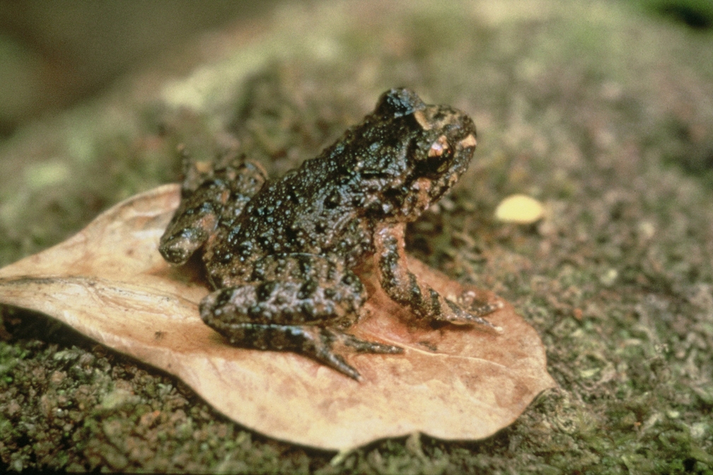 Hochsetter's Frog (Photo by G Shirley)