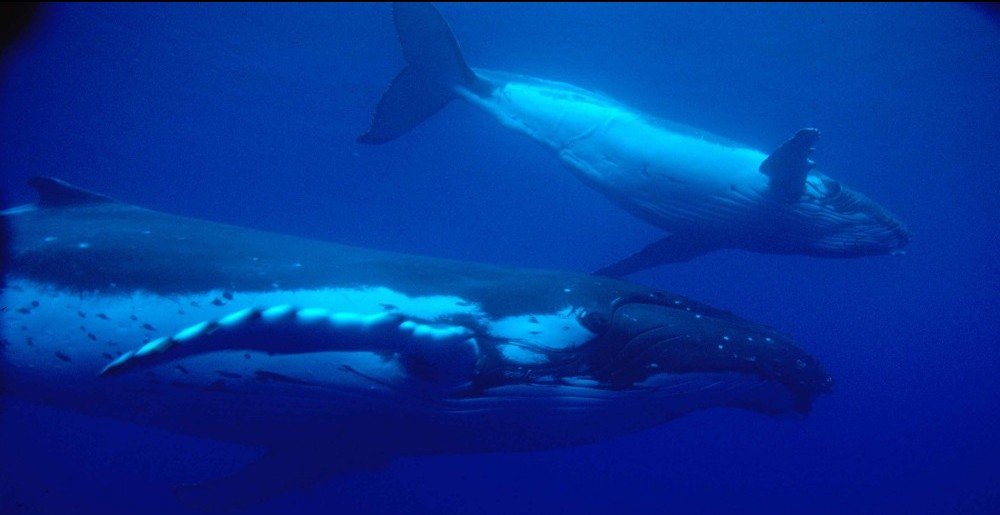 Humpback Wahle with its calf (Photo by Malcolm Francis).