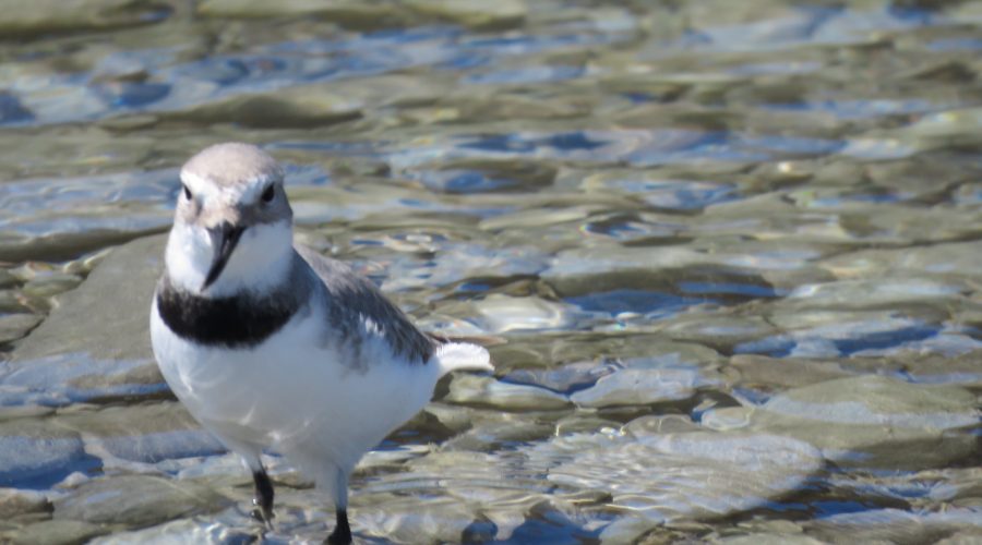 Nature’s Voice: Monitoring the Native Wrybill