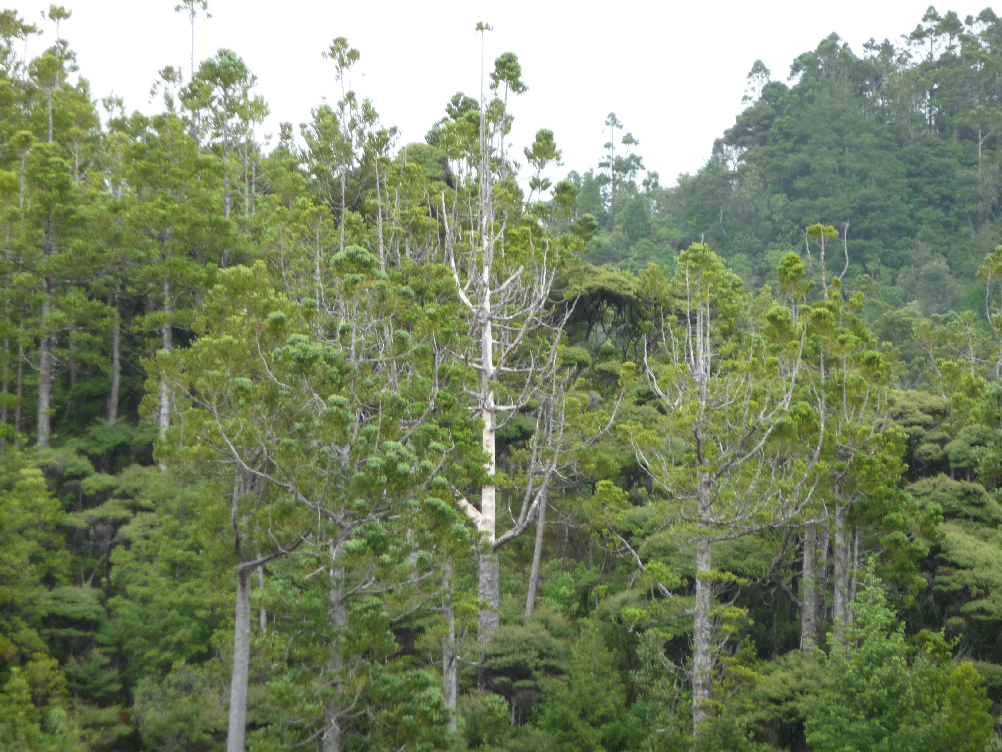Kauri that are affected by kauri dieback 