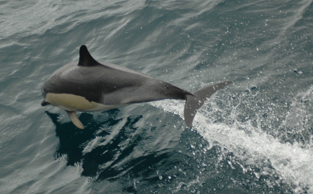 Kermadecs Common dolphin_Karen Baird