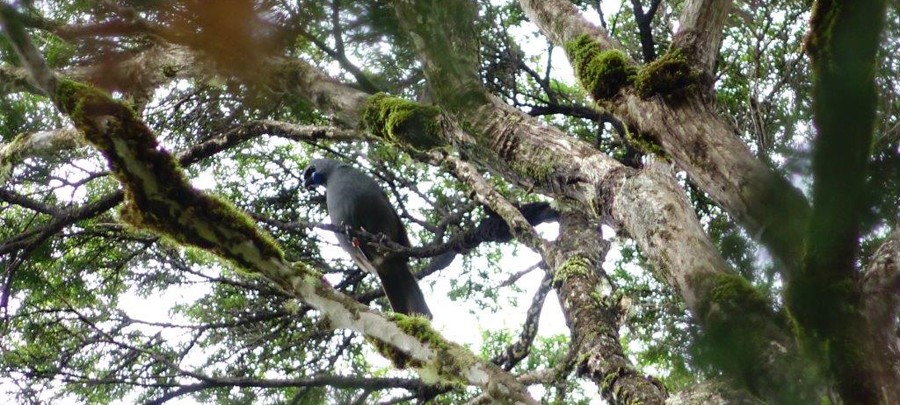 A kōkako looks down on the crowds after being released at Ark in the Park.