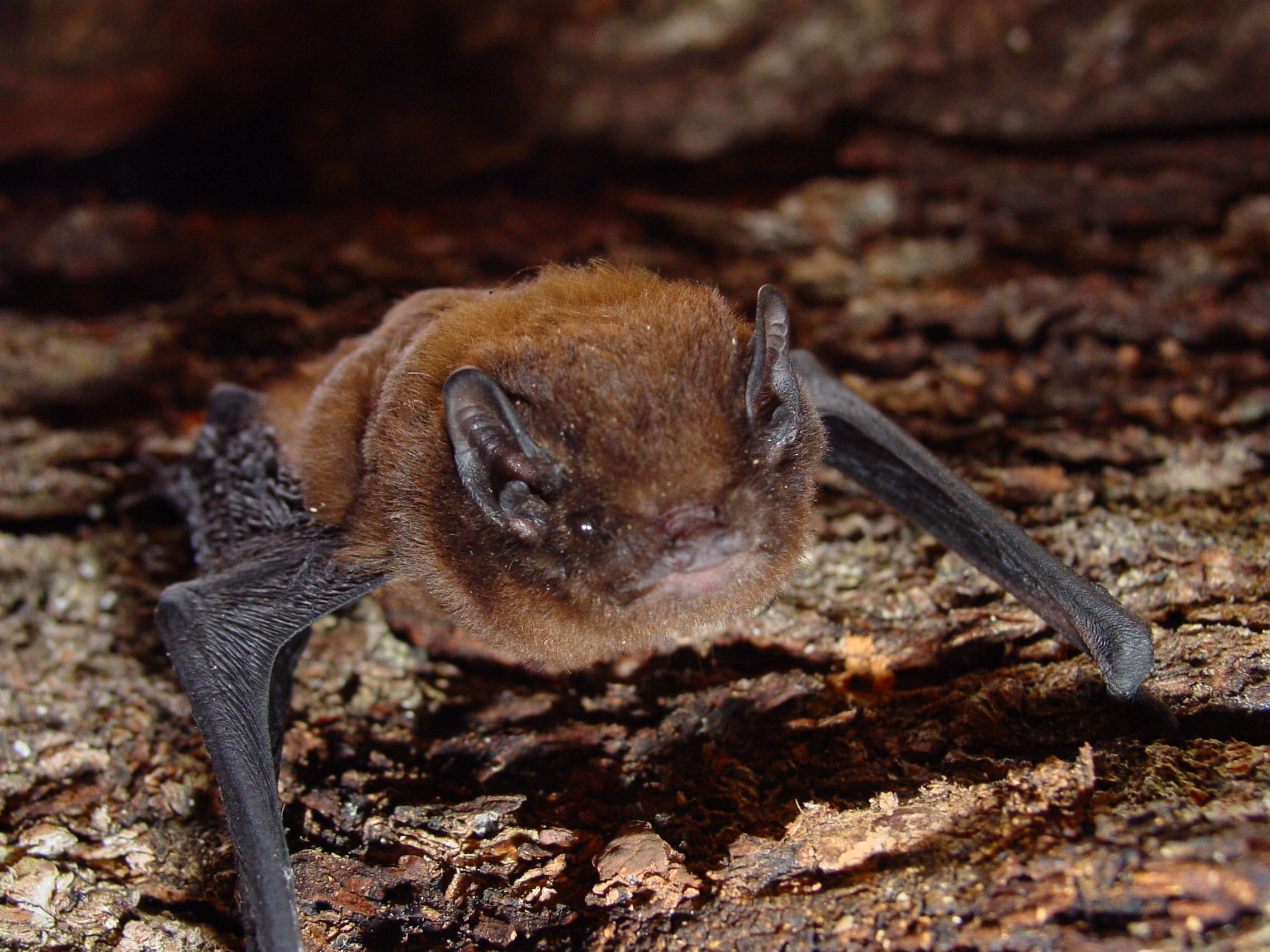 Long-tailed bat_female5_Colin O'Donnell_DOC