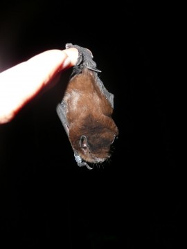 Long-tailed_Bat_Photo_Colin O'Donnell