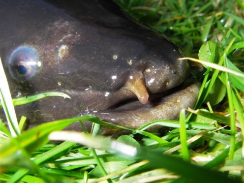 Longfin Eel, Mike Joy