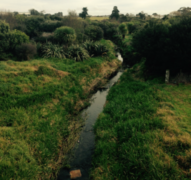 A section lower down the Puhinui Stream shows where there has been riparian planting.