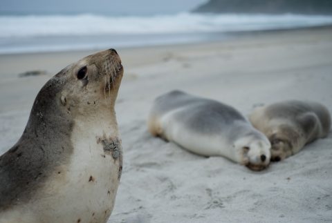 NZ sea lions Photo: Craig McKenzie