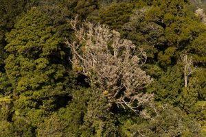 Conservation funding for Northland
