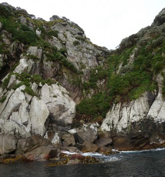 Cliffs along the coast of the Snares Islands (Photo by Kimberley Collins)