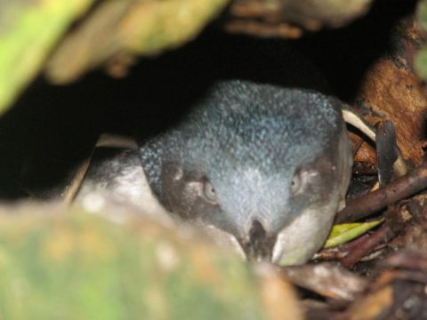 A penguin in its burrow (Photo by Joan Kirk)