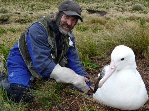Caption: Peter Moore banding a southern royal albatross on Campbell Island. It’s only when you see a person next to an albatross that you realise quite how big they are – and that’s with its 1.5 metre long wings tucked away!