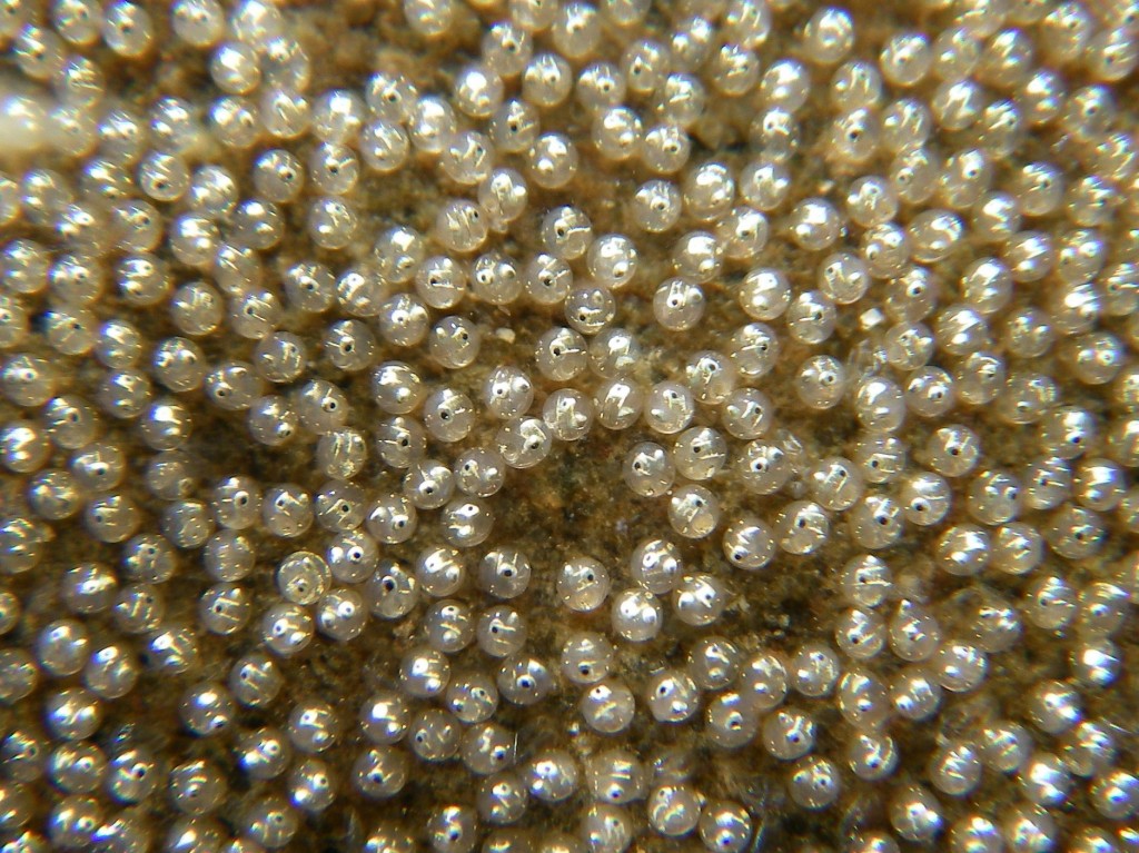 Bluegill bully eggs. Photo: Alton Perrie. 