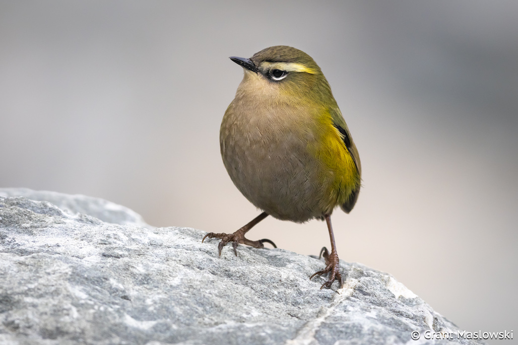 Rock wren standing proudly on a rock