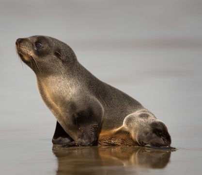 New Zealand sea lion (Photo by Craig McKenzie)