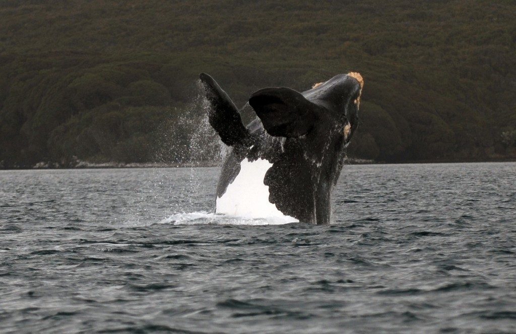 Southern right whale, courtesy of DOC