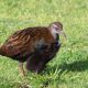 10 Incredible Facts About Weka to Impress your Mates With