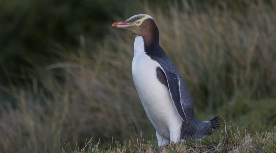 A Poem Challenge for Bird of the Year
