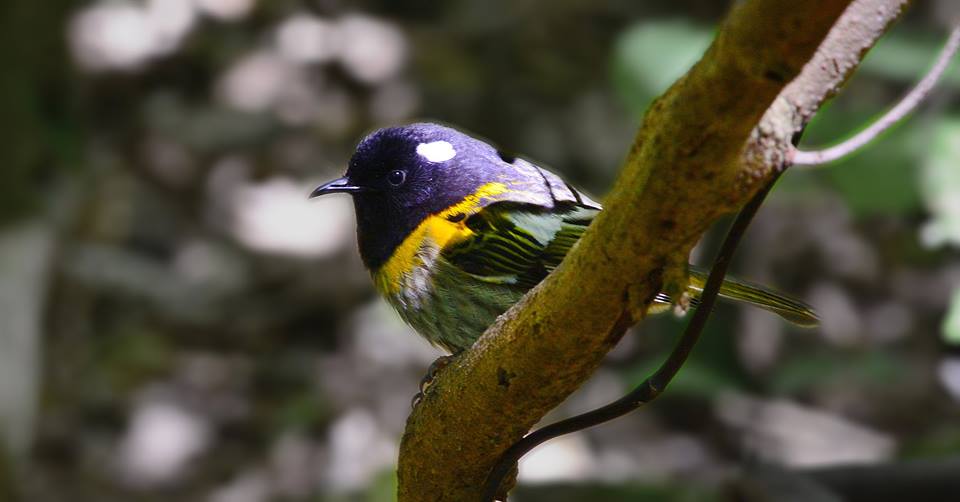 This stitchbird (hihi) is one of many endangered species found at Zealandia.
