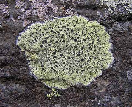 This type of lichen has been used to calculate the age of some glacial moraine surfaces