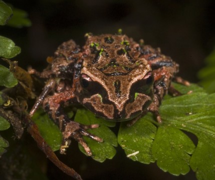 Archey's frog, Photo: James Reardon