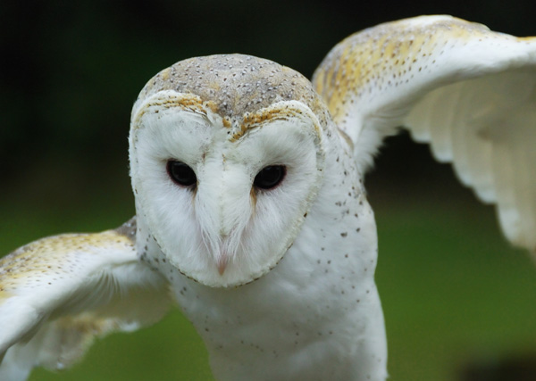Barn Owl, Photo: Richard Ficher