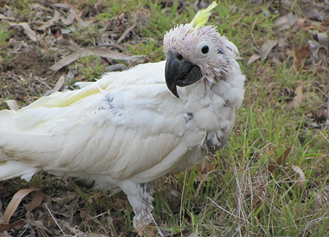 An example of beak and feather disease 