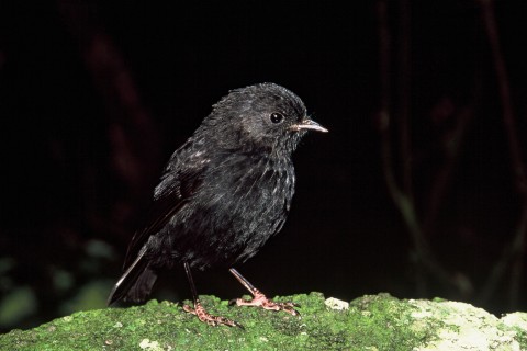 Black Robin, Photo: Don Merton