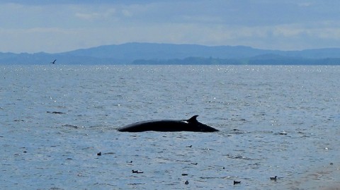 Auckland's resident whale - the Bryde's whale. Boat strike has been a problem for these whales. It is hoped that the Hauraki Marine Park forum can enforce slower boat speeds to prevent these unwanted deaths. 