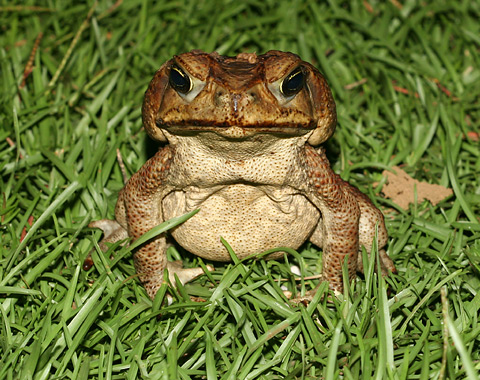 Cane toad 