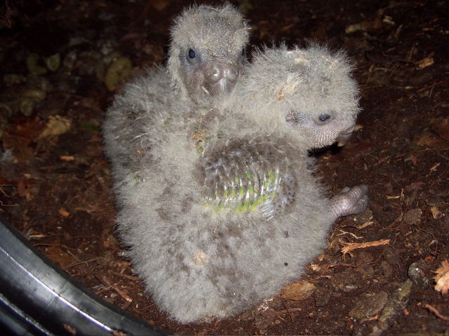 Two of the twenty-three kakapo that have been born this season. 