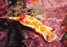 A clown nudibranch, or sea slug, 6 mm. Photo: Kirstie Knowles.  
