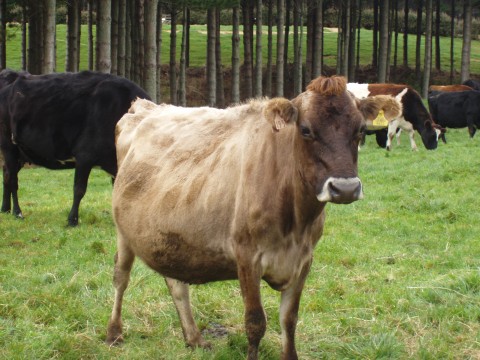 Jersey cow, Photo: Helen Bain 