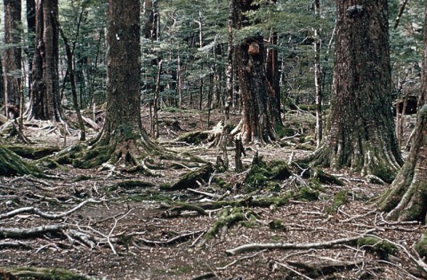 Deer ravaged forest, photo courtesy of DOC