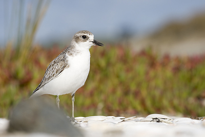 The endangered NZ Dotteral, Photo: Tom Marshall 