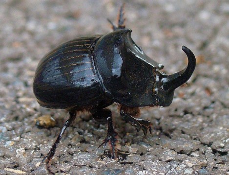 Copris hispanus hispanus - one of the dung beetles due to arrive on our shores soon.   